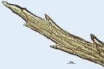 Ptychomnion aciculare