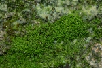 Trichostomum herzogii