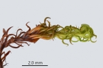 Trichostomum herzogii