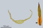 Trichostomum herzogii
