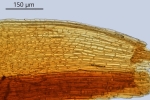 Trichostomum herzogii