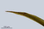 Trichostomum herzogii