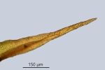 Trichostomum herzogii