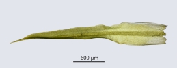 Trichostomum herzogii