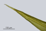 Trichostomum herzogii