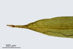Trichostomum herzogii
