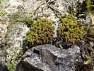 Trichostomum crispulum