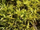 Trichostomum crispulum