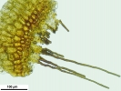 Trichostomum crispulum