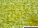 Trichostomum crispulum