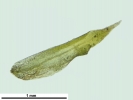 Trichostomum crispulum