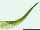 Trichostomum crispulum