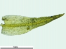 Trichostomum crispulum
