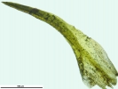 Trichostomum crispulum