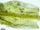 Trichostomum crispulum