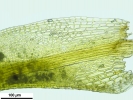 Trichostomum crispulum