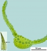 Trichostomum crispulum