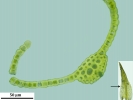 Trichostomum crispulum