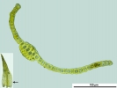Trichostomum crispulum