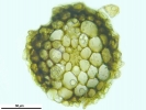 Trichostomum crispulum