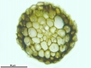 Trichostomum crispulum