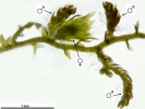 Cephaloziella hampeana
