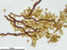 Cephaloziella hampeana