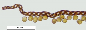 Cephaloziella hampeana