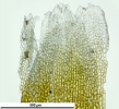 Cephaloziella hampeana