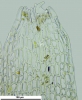Cephaloziella hampeana