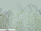 Cephaloziella hampeana