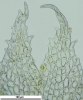 Cephaloziella hampeana