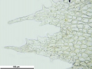 Cephaloziella hampeana