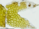 Cephaloziella hampeana