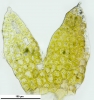 Cephaloziella hampeana
