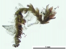 Cephaloziella hampeana