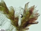 Cephaloziella hampeana