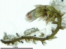 Cephaloziella hampeana
