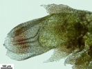 Cephaloziella hampeana