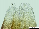 Cephaloziella hampeana
