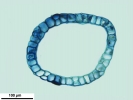 Cephaloziella hampeana
