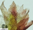 Cephaloziella hampeana
