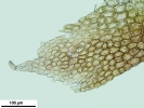 Cephaloziella hampeana