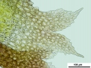 Cephaloziella hampeana