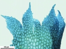Cephaloziella hampeana