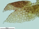Cephaloziella hampeana