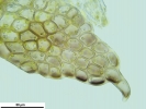 Cephaloziella hampeana