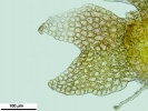 Cephaloziella hampeana