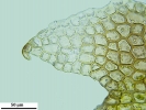 Cephaloziella hampeana