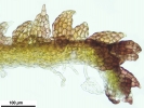 Cephaloziella hampeana
